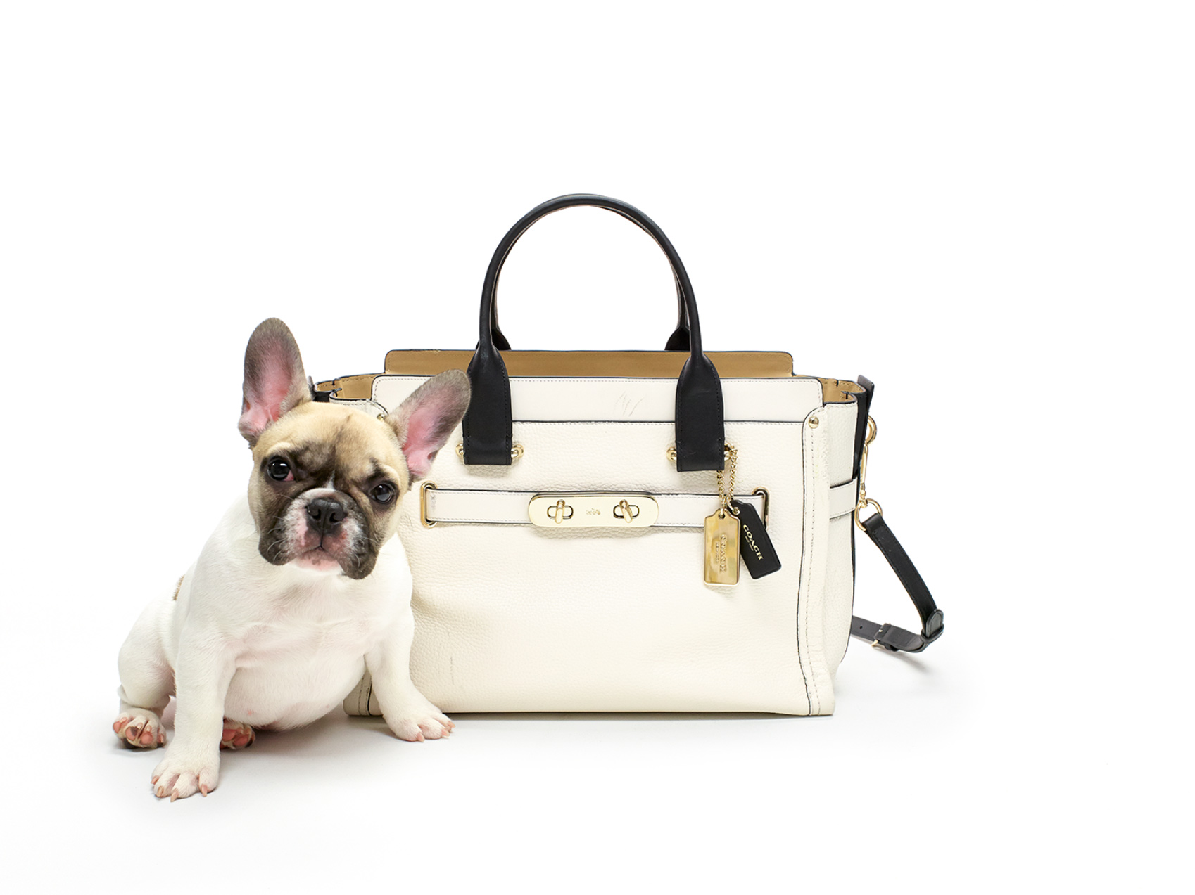 Puppy_069